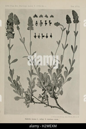 Contributions à la connaissance de la flore du nord-ouest de l'Afrique (Plate XVII) BHL214 Stock Photo