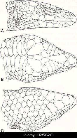 Current herpetology (2002) (2078836 Stock Photo