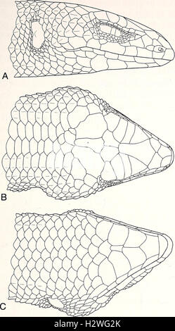 Current herpetology (2002) (2082170 Stock Photo