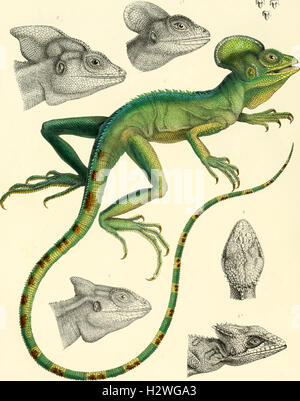 Description des reptiles nouveaux ou imparfaitement connus de la collection du Muséum d'histoire naturelle et remarques sur la classification et les caractères des reptiles (1852) (2084315
