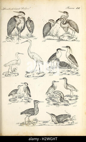 A comprehensive study of animal classification, focusing on Crustacea ...