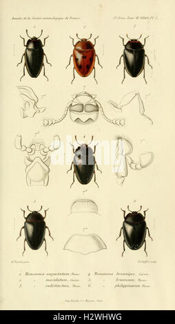 Annales de la Société entomologique de France (Pl. 2) BHL302 Stock Photo