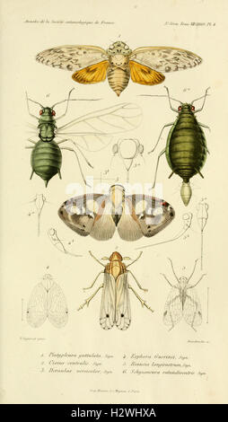 Annales de la Société entomologique de France (Pl. 4) BHL302 Stock Photo
