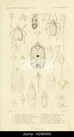 Annales de la Société entomologique de France (Pl. 5) BHL302 Stock Photo