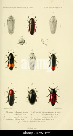 Annales de la Société entomologique de France (Pl. 8) BHL302 Stock Photo
