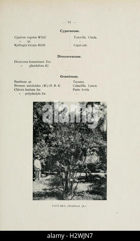 El Jardín botánico de Buenos Aires (Page 81) BHL166 Stock Photo