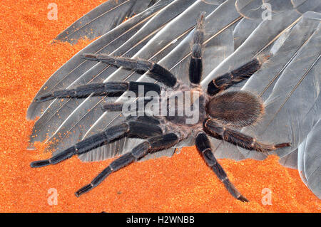Queensland Whistling or Barking spider male (Selenocosmia crassipes) Stock Photo