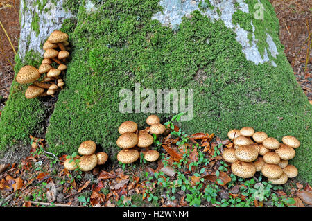 Shaggy Scalycap Mushroom (Pholiota squarrosa) Stock Photo