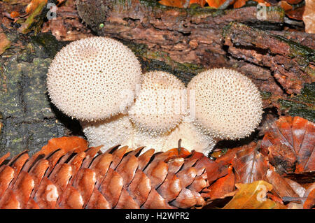 Common Puffball Mushroom (Lycoperdon Perlatum) Stock Photo