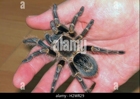 Chaco spider hi res stock photography and images Alamy