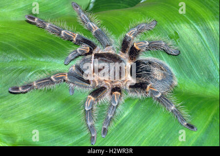 Chaco Golden Knee Tarantula  (Grammostola Pulchripes) Stock Photo