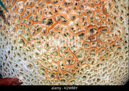 Closeup of Common Earth-ball Fungus (Scleroderma Citrinum) Stock Photo