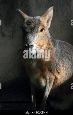 A Patagonian mara, Dolichotis patagonum, Cape May County Zoo, New Jersey, USA Stock Photo