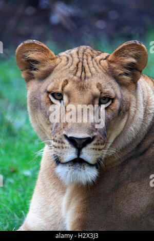 African Lion, Panthera leo, at the Cape May County Zoo, New Jersey, USA Stock Photo