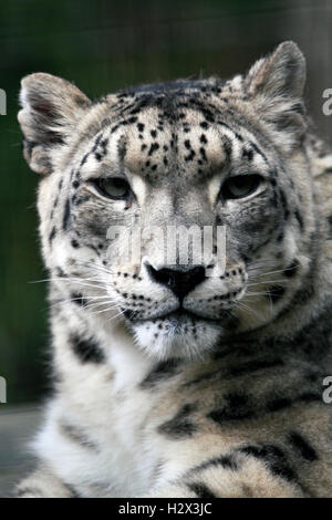 A Snow Leopard, Panthera uncia, Cape May County Zoo, New Jersey, USA Stock Photo