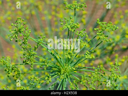 Dill (Anethum graveolens). Dill flower explodes in yellow and green umbels. Stock Photo