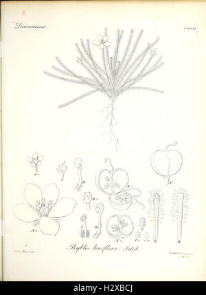 A botanical work featuring illustrations of various plant species ...