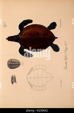 A work documenting new vertebrate species in the fauna of Abyssinia ...