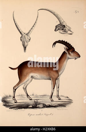A scientific study detailing new vertebrate species discovered in the ...