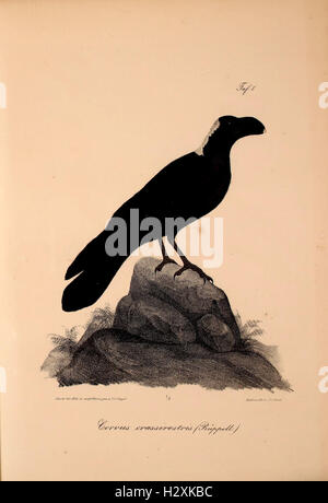 A scientific study detailing the vertebrate fauna of Abyssinia ...