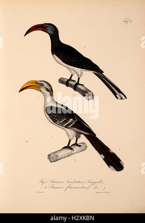 This work introduces new vertebrate species to the fauna of Abyssinia ...