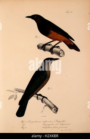 This study discusses the vertebrate species from the Permian period in ...