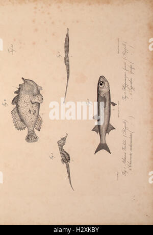 A study documenting new vertebrate species discovered in the fauna of ...
