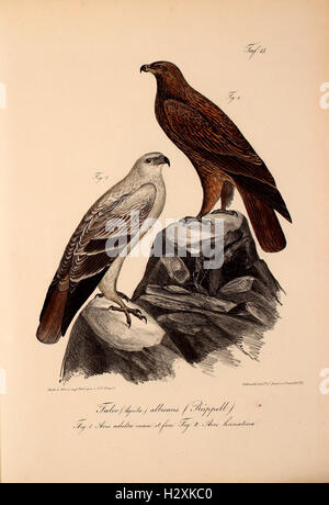 This work details new vertebrate species discovered in the fauna of ...