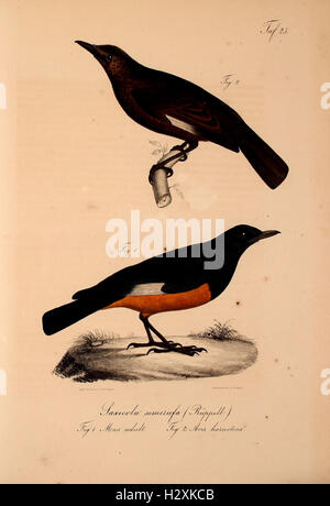 A scientific work documenting new vertebrate species in the Abyssinian ...