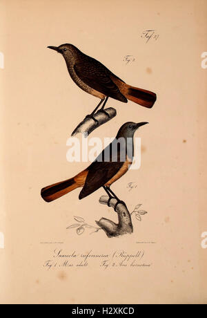 A work documenting new vertebrate species in the fauna of Abyssinia ...