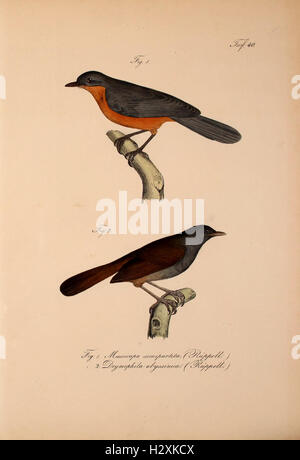 This work discusses newly discovered vertebrate species in the fauna of ...