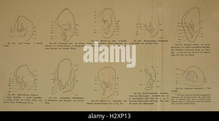 A study on the ear cartilage and external ear structures of mammals ...