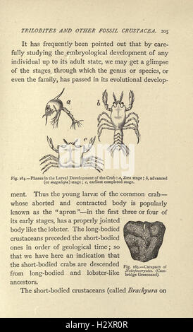 This guide provides details on common British fossils, including where