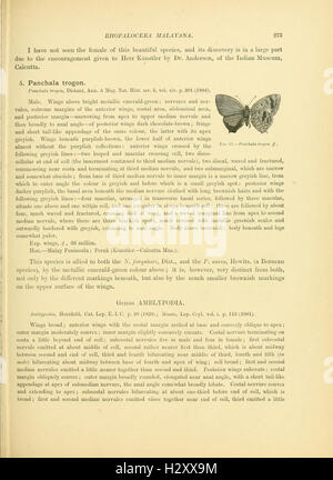 Rhopalocera Malayana (Page 275) BHL93 Stock Photo