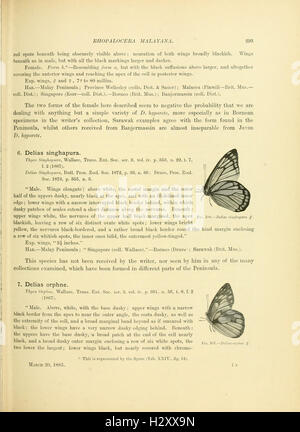 Rhopalocera Malayana (Page 293) BHL93 Stock Photo