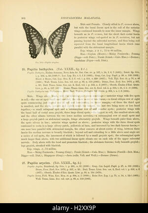 Rhopalocera Malayana (Page 362) BHL93 Stock Photo