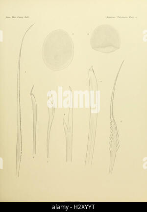 This plate illustrates species within the Polychaeta class of Annelida ...