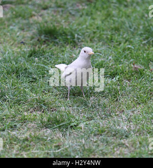 A London photographer has captured on camera an extremely rare sighting of an albino blackbird on London's Southbank. Albinism describes birds in which some or all of the normal pigmentation is missing. It is most often inherited, but can be caused by oth Stock Photo