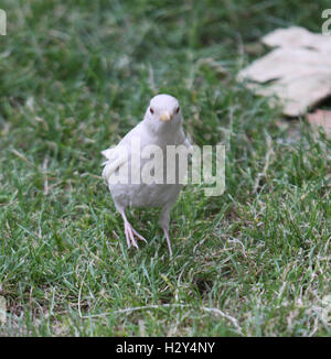 A London photographer has captured on camera an extremely rare sighting of an albino blackbird on London's Southbank. Albinism describes birds in which some or all of the normal pigmentation is missing. It is most often inherited, but can be caused by oth Stock Photo