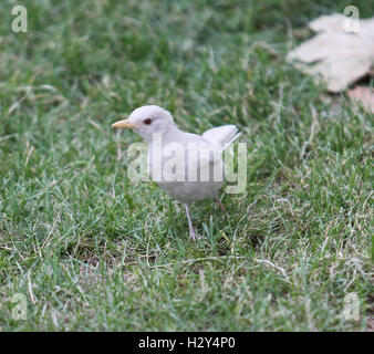 A London photographer has captured on camera an extremely rare sighting of an albino blackbird on London's Southbank. Albinism describes birds in which some or all of the normal pigmentation is missing. It is most often inherited, but can be caused by oth Stock Photo