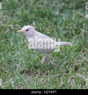 A London photographer has captured on camera an extremely rare sighting of an albino blackbird on London's Southbank. Albinism describes birds in which some or all of the normal pigmentation is missing. It is most often inherited, but can be caused by oth Stock Photo