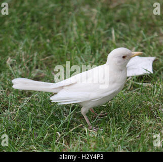 A London photographer has captured on camera an extremely rare sighting of an albino blackbird on London's Southbank. Albinism describes birds in which some or all of the normal pigmentation is missing. It is most often inherited, but can be caused by oth Stock Photo