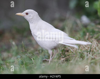 A London photographer has captured on camera an extremely rare sighting of an albino blackbird on London's Southbank. Albinism describes birds in which some or all of the normal pigmentation is missing. It is most often inherited, but can be caused by oth Stock Photo