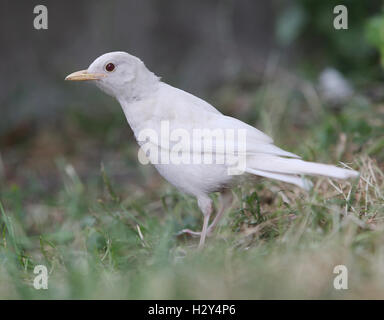 A London photographer has captured on camera an extremely rare sighting of an albino blackbird on London's Southbank. Albinism describes birds in which some or all of the normal pigmentation is missing. It is most often inherited, but can be caused by oth Stock Photo