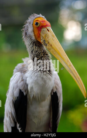 a white stork sitting on bridge railings ciconia at rainy day. Stock Photo