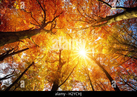Autumn sun warmly shining through the canopy of beech trees with gold foliage, worm's eye view Stock Photo