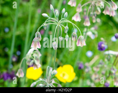 Allium Bulgaricum (Nectaroscordum siculum) Stock Photo