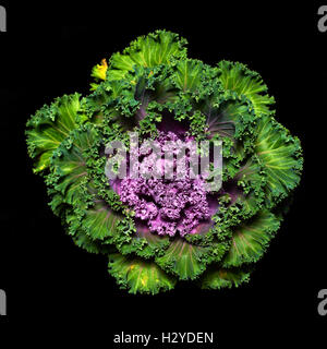 Isolated objects: ornamental kale, isolated on black background Stock Photo