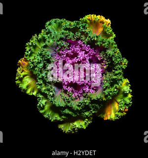 Isolated objects: ornamental kale, isolated on black background Stock Photo