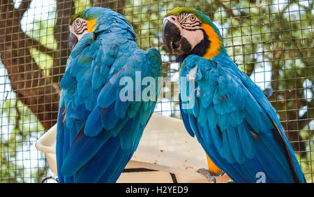 a pair of parrots at the zoo having breakfast Stock Photo
